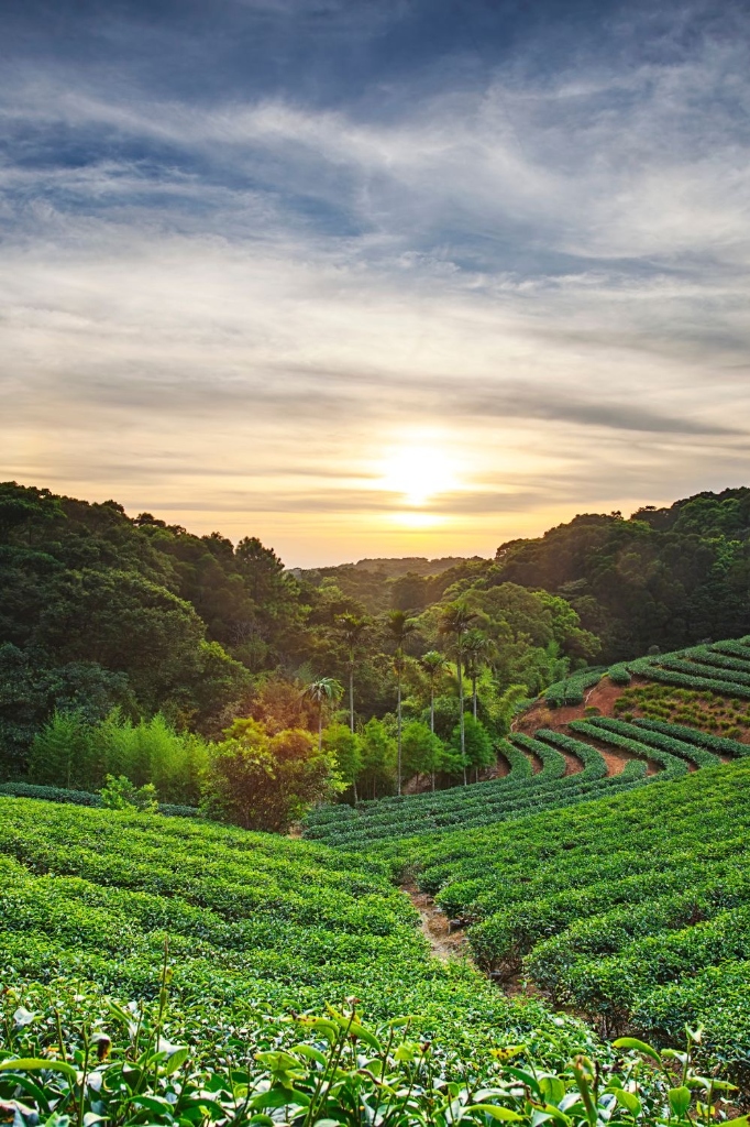 Assam Historic Tea Estates